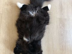 -猫腻·猫咖·撸猫馆(星光大道店)