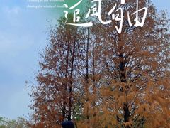 -金花茶公园