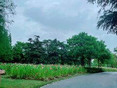 -上海滨江森林公园