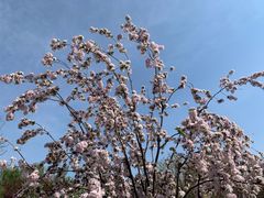 -海棠花溪(元大都城垣遗址公园)
