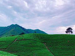 -帐篷客·溪龙茶谷度假酒店