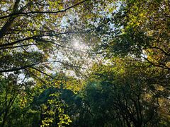 -上海共青森林公园