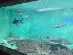 -太平洋海底世界