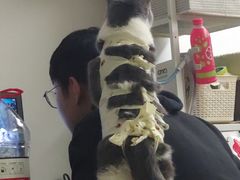 -纳吉亚猫专科动物医院·北北分院
