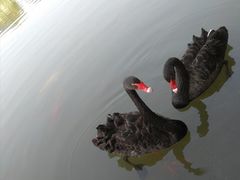 -诗经里