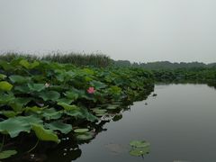 -荷塘月色湿地公园·向阳花洲