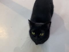 -豆逗聊愈猫阁Easy Life