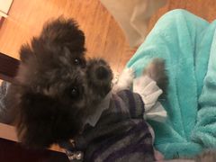 -帕帕拉兹宠物(亚洲旗舰店)