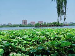 -济南大明湖景区