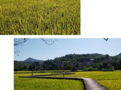 -红山村