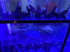 -云中鱼蒸汽石锅鱼(川沙百联店)