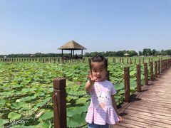 -西青郊野公园