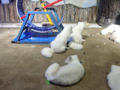 -芜湖新华联大白鲸海洋公园