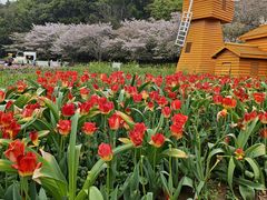 -苏州上方山国家森林公园
