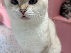 -毛绒耶耶撸宠馆·猫咖·狗咖·荷兰猪咖