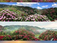 -贵州百里杜鹃风景名胜区