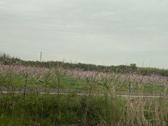 -广富林郊野公园