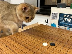 -楼上猫咖(罗湖店)