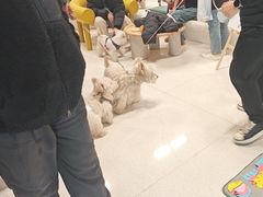 -帕帕拉兹宠物(亚洲旗舰店)