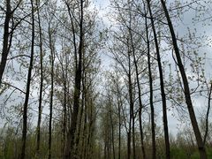 -合肥滨湖国家森林公园