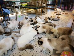 -喵喵咪呀布偶猫咖(春熙路店)