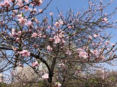 -新虹桥中心花园