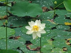 -合肥滨湖国家森林公园