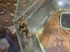 -上海大自然野生昆虫馆(东方明珠·爬宠昆虫探索中心)
