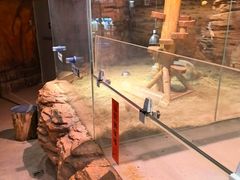 -正佳雨林生态植物园