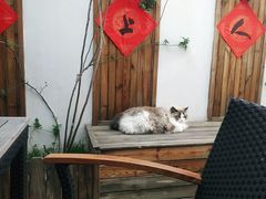 -喵屿·大理花园猫咖