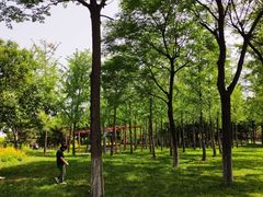 -洨河生态公园