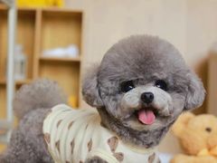 -萌宠之家·腊肠犬·马尔泰·小体犬舍