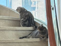 -Catmate·猫肥家润(金润铂宫店)