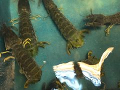 -ZF Seafood Restaurant 卓峰海鲜餐