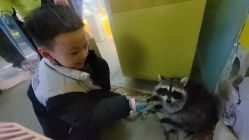 点击看大图 -神奇动物撸宠馆·羊驼·小浣熊·异宠(豫园店)
