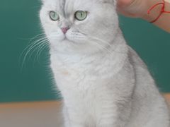 -飞行喵MR PILOT|猫舍·猫咖(静安大融城店)