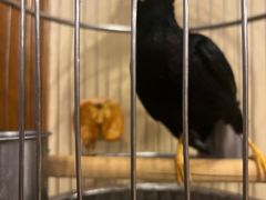 -杭州香格里拉·香宫中餐厅