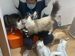 -1013 PET SHOP精品宠物商店(丁香店)