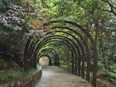 -深圳仙湖植物园