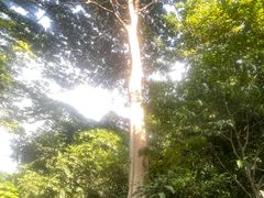 -武吉知马自然保护区