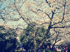 -武汉大学-樱园