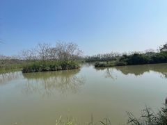 -大湾区中央湿地公园
