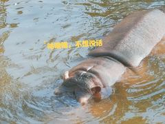 -西霞口神雕山野生动物世界