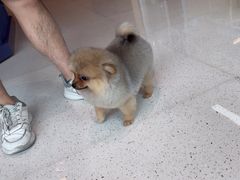 -帕帕拉兹宠物(亚洲旗舰店)