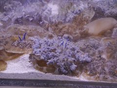 -迪拜水族馆及水下动物园