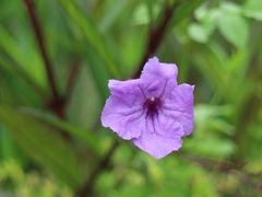 -世界恐龙谷景区