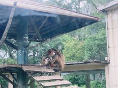 -合肥野生动物园