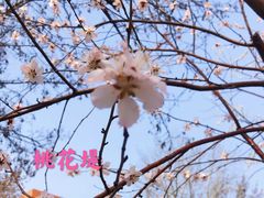 -桃花堤公园