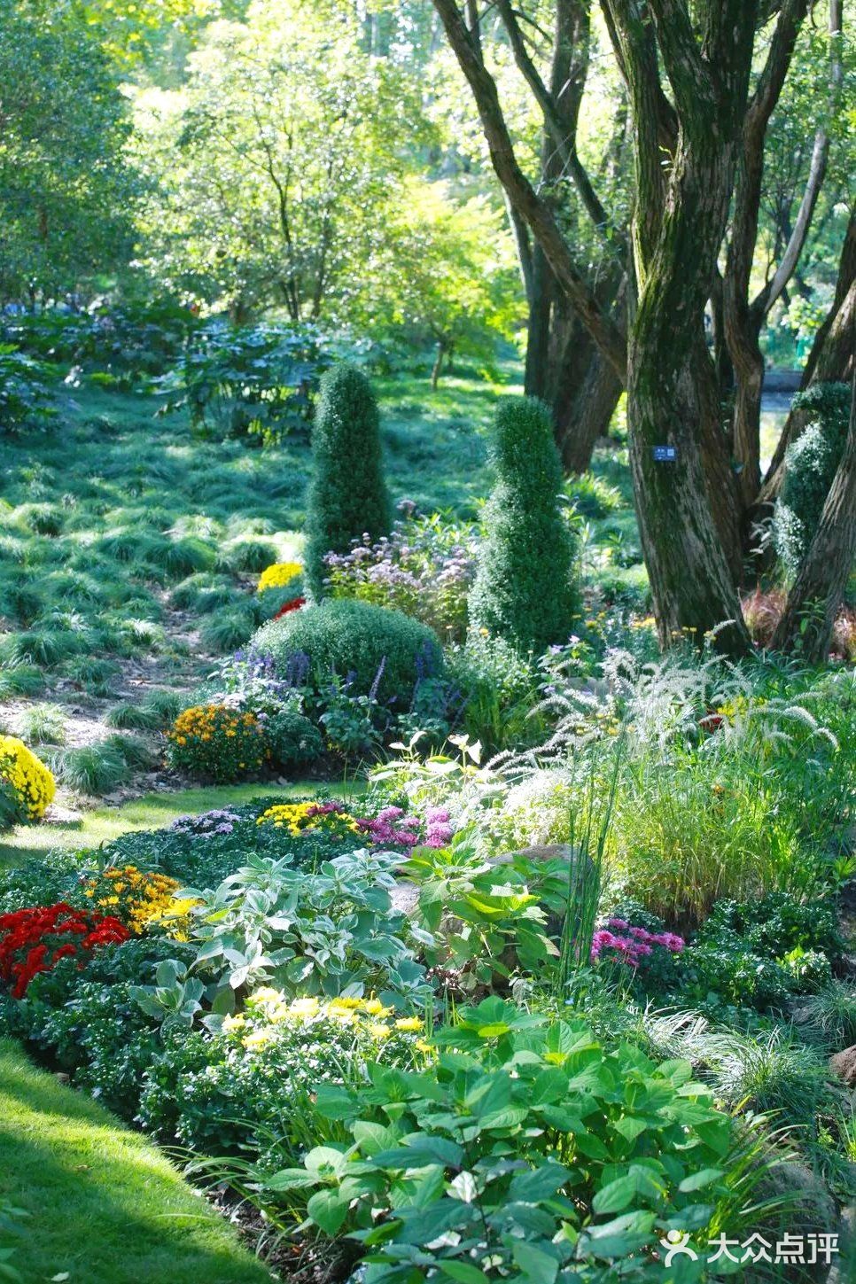 婀娜多姿  争奇斗艳  2021共青菊花展