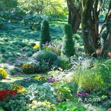 婀娜多姿  争奇斗艳  2021共青菊花展